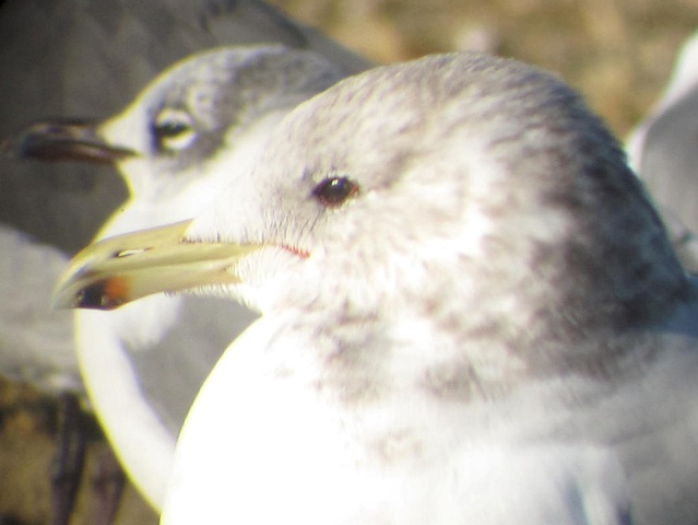 California Gull